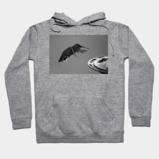 Hummingbird at Feeder Black and White 1 or 3 Hoodie